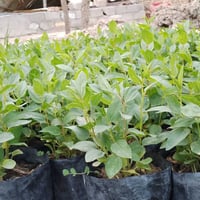 سدر • درجة اولى • البصرة