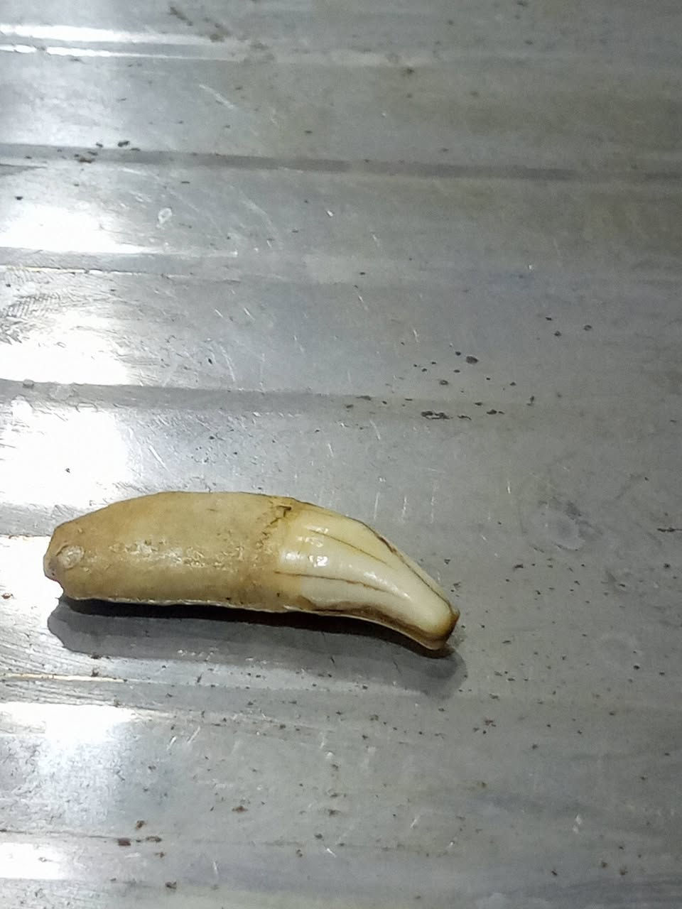 ناب الذيب الايمن ذمة سعرة 70قفل ومراوس ابزنجيل وسوار تواصل خاص مكاني كربلاء


**إذا كنت صاحب هذا الإعلان وتريد حذفه لأي سبب، رجاءا أرسل رسالة إلى الدعم الفني**