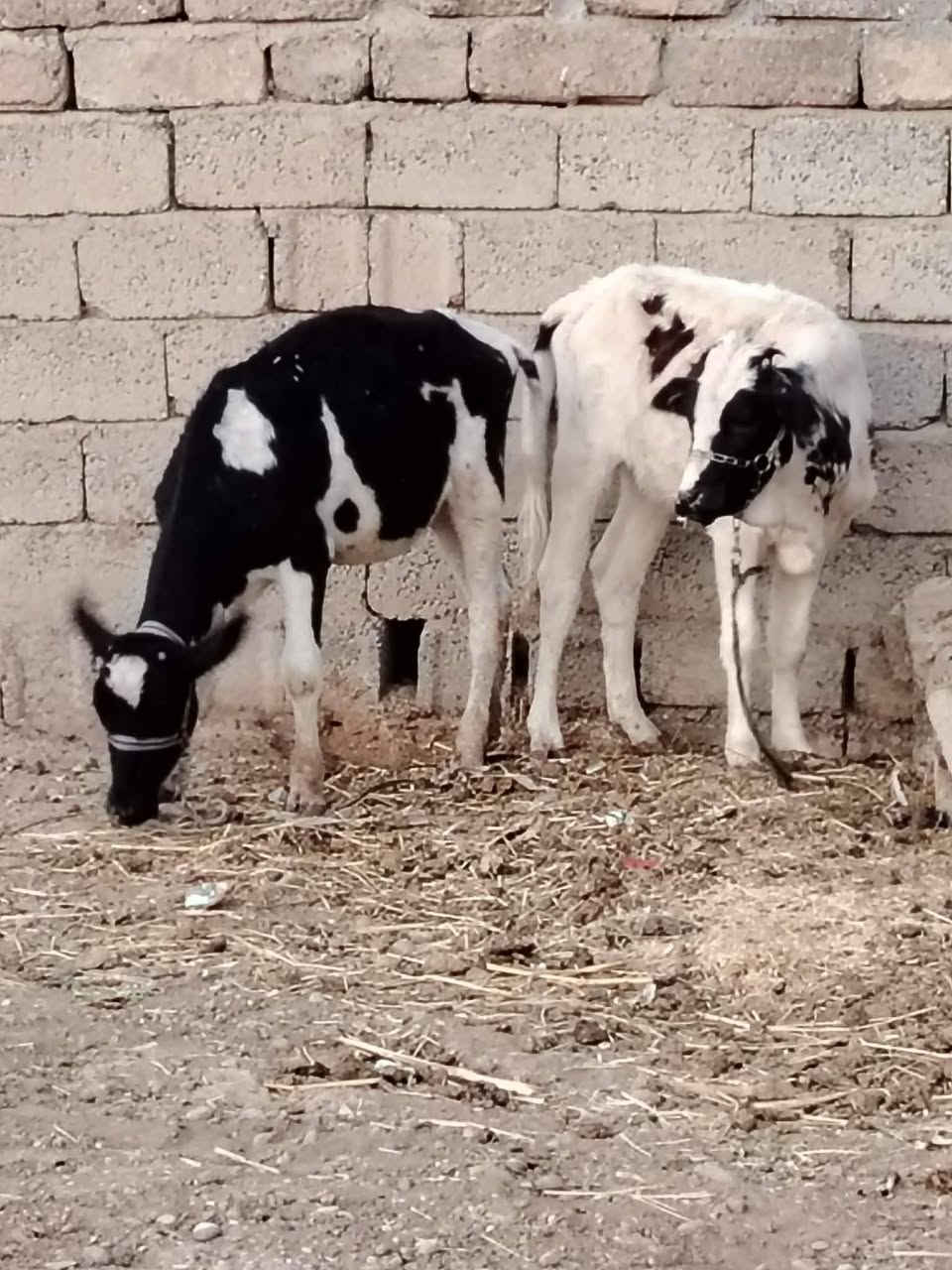 السلام عليكم
للبيع جوز حوليات جنس اصليات يرهمن ربط وجنيه السعر مليون و650 وبيهن مجال قليل الاستفسار الاتصال على الرقم *********** // *********** موجود توصيل حسب الاتفاق
