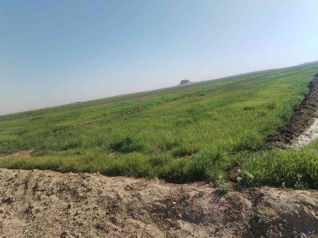 دغل للبيع ٦٠ دونم مسكي رشنين قرب تلت عنتر بن شداد سعر 5 ملاين ***********
