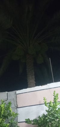 نخل • ٨٥ زهدي • ٢٤ خساوي