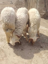 طليان • خمسه ذكوره • خشنات سمان