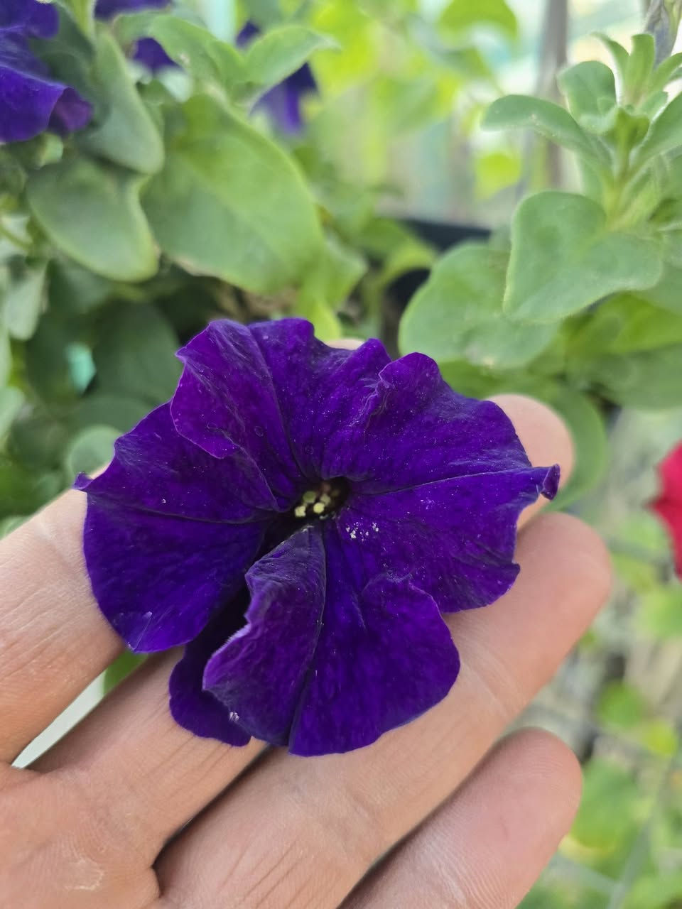 "جديدنا في مشتل الرفاعي 🌿🌹"
​وصلت الآن تشكيلة واسعة ومميزة من:
​الأزهار الموسمية: ألوان تضفي بهجة فورية.
​النباتات الدائمية: خضرة وجمال يدوم طويلاً.
​✅ ألوان زاهية | ✅ جودة عالية | ✅ أسعار مناسبة
✅ سعر الشتلة [ 500 . دينار ]
​📍 الموقع: [مجاور قرية القائد/ قرب فرع سيد احمد]
📞 للاستفسار: [***********]
                       [ ***********]
​حيّاكم الله، نتشرف بزيارتكم .
