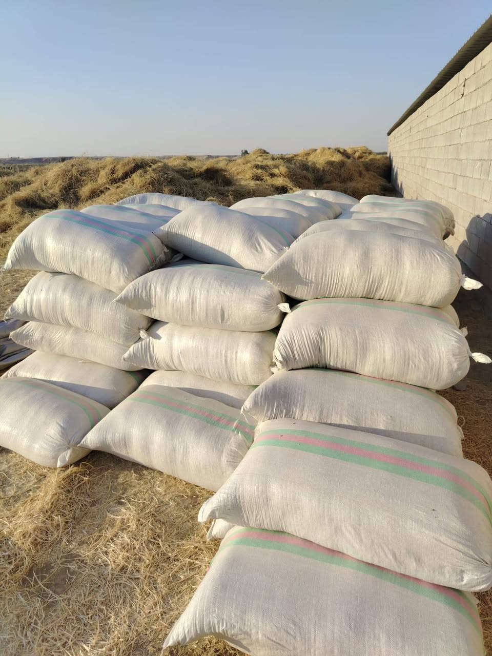 يوجد تبن مال جت في العبيدي الاستفسار عل ***********

