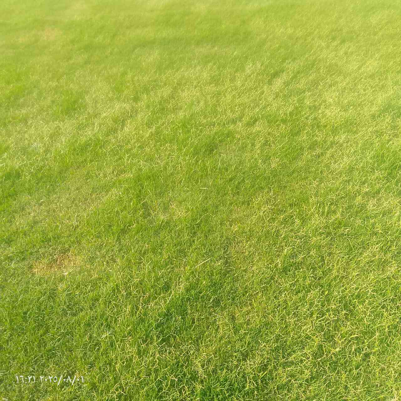 مزارع  الشمال للثيل الطبيعي 🍀
متوفر كافة انواع الثيل 🍀

( امريكي - الهندي - الايطالي - الفرنسي )

لتجهيز... مشاتل🌴

والدوائر حكوميه🏦

منازل🏡 

منتزهات🏄

موجود خدمة توصيل 🚕

لكل محافظات العراق 🚕

للطلب يرجى التواصل مع الصفحة او مراسلة واتساب او الاتصال على :

***********
