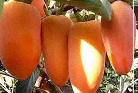 🌺🌸 ورد البنفسج، الجمال اللي يسر النظر! 🌼

مشتل ورد البنفسج يقدم لكم أجمل أنواع الورود والزهور 🌹💐. زورونا اليوم واستمتعوا بجمال الطبيعة 🌳

تم وصل وجبه جديده 
من أشجار الكاكي نوعان
للاستفسار الاتصال على 
الرقم الواتساب
***********
