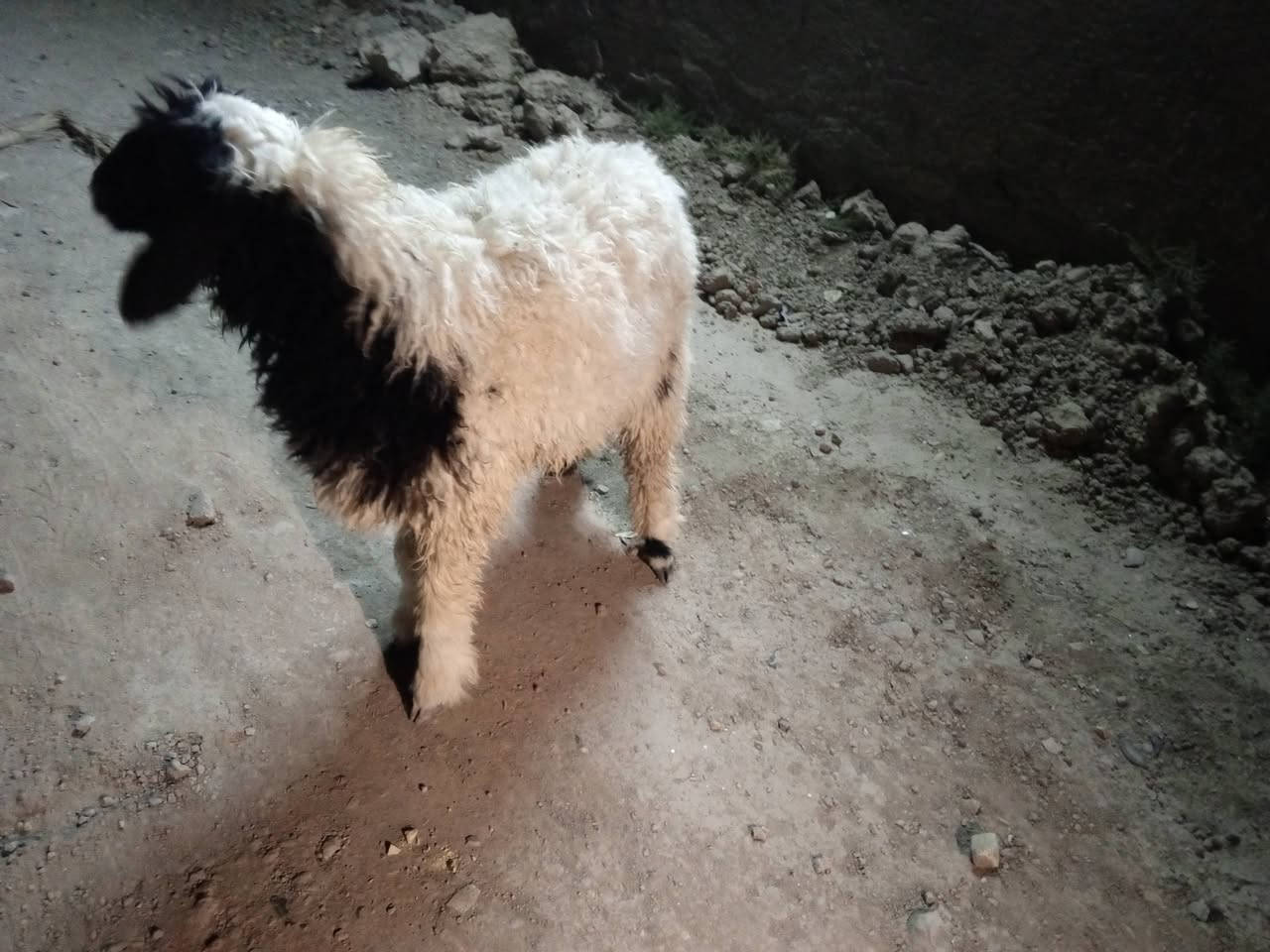 طليه نثيه سمينه وخشنه متروسه لحم شرط الصحاه ترهم 

جني وگصابه ونذر وهديه السعر ٢٧٠ وبيهه مجال بسيط 

مكاني قضاء الفهود والشراي يدلل ***********
