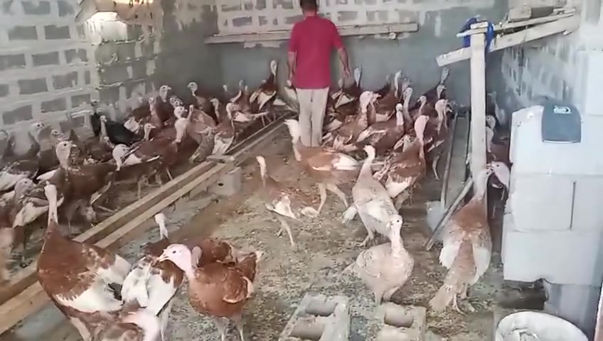 سلام عليكم ورحمة الله مكلف بالنشر 
للبيع العدد 100 زوج  ديك الرومي الأمريكي  بياض الوزن  6 كيلو واكثر من 6 كيلو  العنوان الفلوجة قرب مجمع الرحاب  الاستفسار ع هذا رقم : ***********
