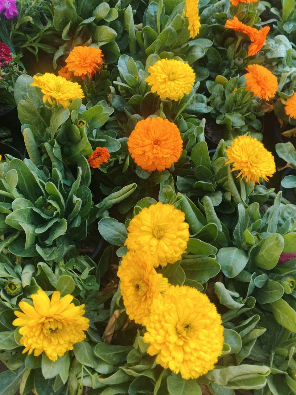 يتوفر نباتات جديده
كزانيا 
قرنفل 
استر 
يلدز
بتونيا
لهانه
عين البقر 

عنوانه كوفه شارع عبد العال خلف مديريه الماء مال كوفه يوجد توصيل ***********
