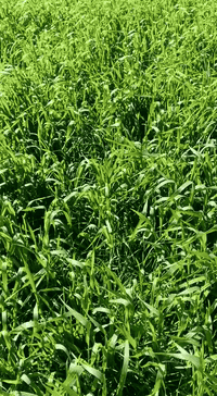 الديوانيه • دغل • ٤١دونم