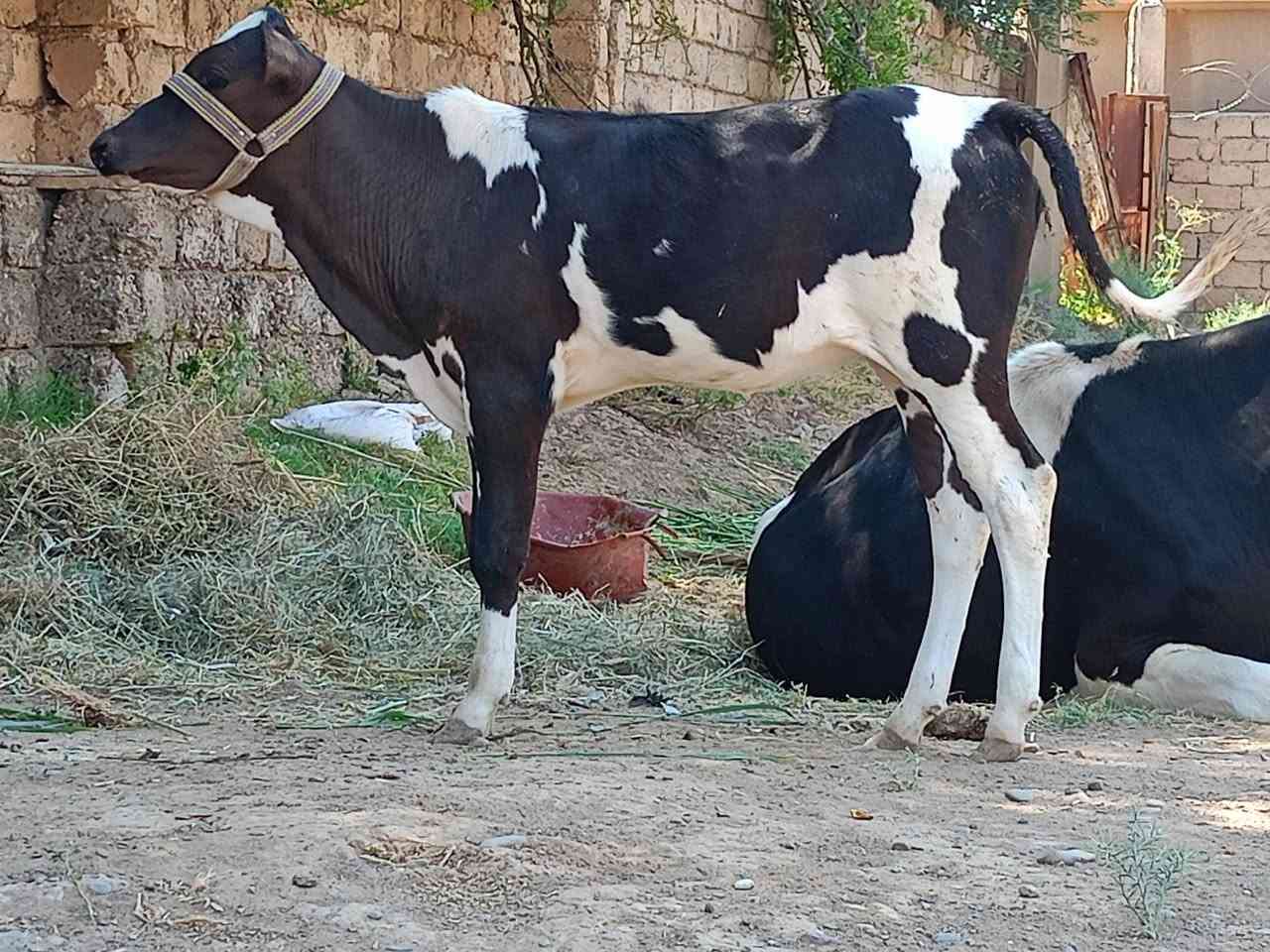 السلام عليكم
حوليه جنس فريزي الأصلي
شرط اجل وشرب ونصاحه 
حلوه مال جنيه حوليه صوره وصوت
م. صلاح الدين. الشرقاط . الخضرنيه 
***********
يوجد توصيل
