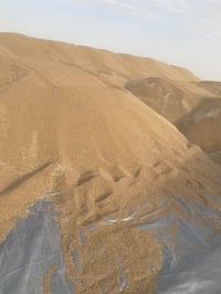 اخوان عندي بذور حنطة الوفيه الجيل الاول الكميه خير من الله07811115967