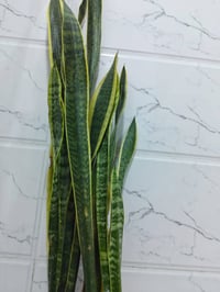 سانسيفيريا • جلد النمر • سهل العناية