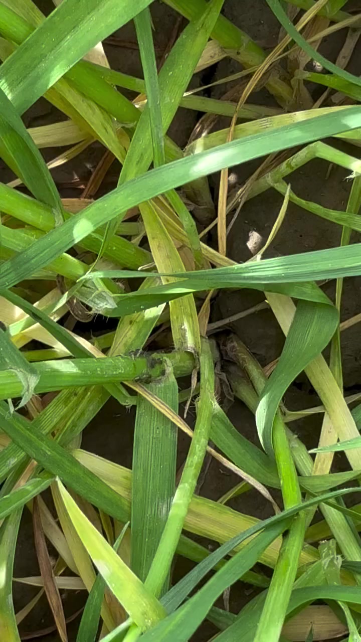 يفضل مكافحتها بأستخدام مبيدات مصرح بأستخدامها بالزراعة العضوية 
مثل السيلازل
او مكافحتها بمبيدات من اصل نباتي مثل المبيدات البايثرويدية 
مثل الالفاسايبرمثرين او الدلتامثرين 
للمزيد من المعلومات والاستفسار يمكنكم التواصل
مكتب النور الزراعي ( شركة الماس الاصفر ) 
بغداد - اليوسفية - علوة الرمل 
***********
*********** 
#حشرة
#حشرة_المن
#دعاسيق
#مبيدات
#حنطة
