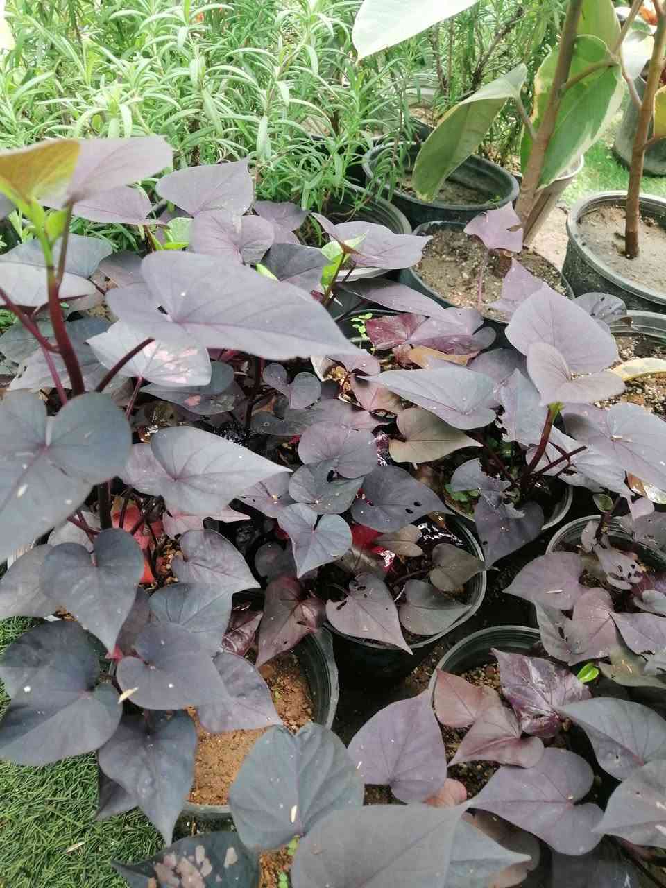 دائما مستمرين وياكم🌺🌺
((وعروض يوميآ)) 

 فقط ٢٠٠٠ دينار 😍 
تشكيله حلوه من نباتات الداخلية 🌺 
عرووووضنا  وبأسعار بلاششششششش🙂✌️
فقط وبس يمنا)) 😉🌺✌️

لاستفسار زورو صفحتنا أو الاتصال على الرقم
***********
ويوجد توصيل طلبات حسب طلب الزبون 🚚🚵 
اهلاوسهلا بالجميع ❤️
