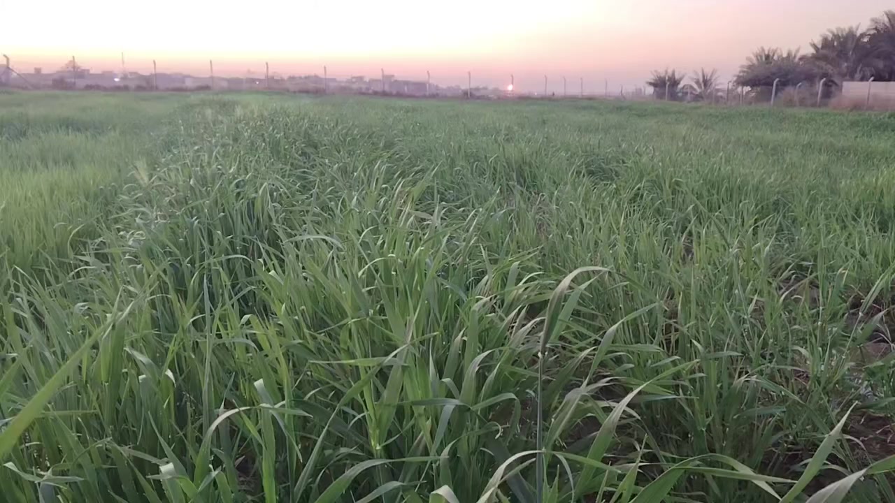 للبيع زرع گصيل ظخين المساحه خمس دونم في الرفاعي صوب بني ركاب على الشط قريب على الجسر الجديد اتصل واعرف التفاصيل  ***********
