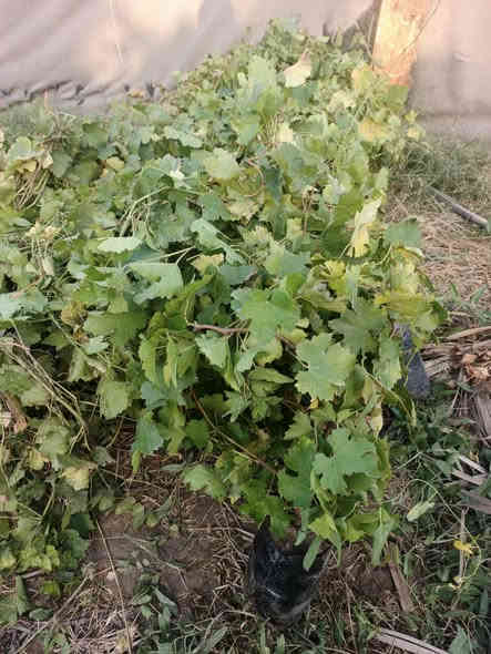 اللهم صلي ع محمد وآل محمد
عنب حلواني 
ارتفاع متر الي مترين
السعر مفرد الفين ونص 
جمله الفين 
العنوان حله طريق الدبله منقطة ارفيعات يتوفر خدمة توصيل 
***********
