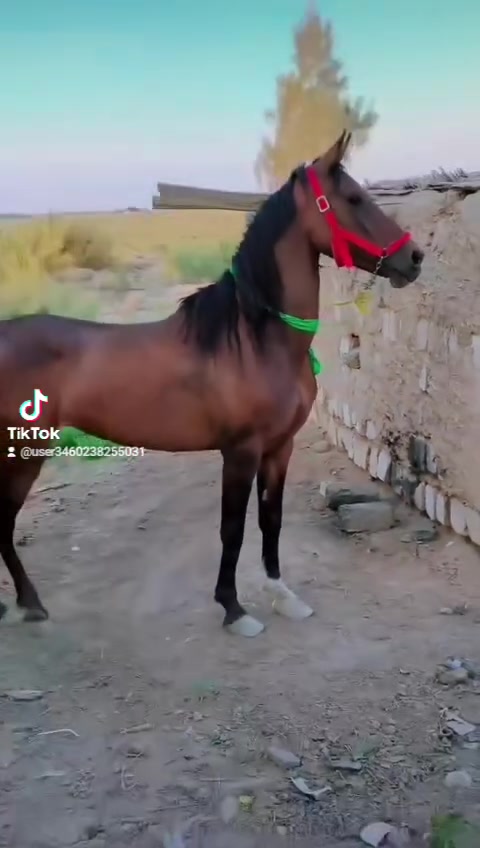 يالله حي الله جنايه لاصايل فرس عربيه معروفه  كامله المواصفات راس وشليل اطيهه عله كل عيب عمر 4سنوات  رتفاع 150اليدور مال جمال ومال مزرعه  خياله راس وشليل مراوس ترهم واني بلخدمه 
***********وبي واتساب
***********
