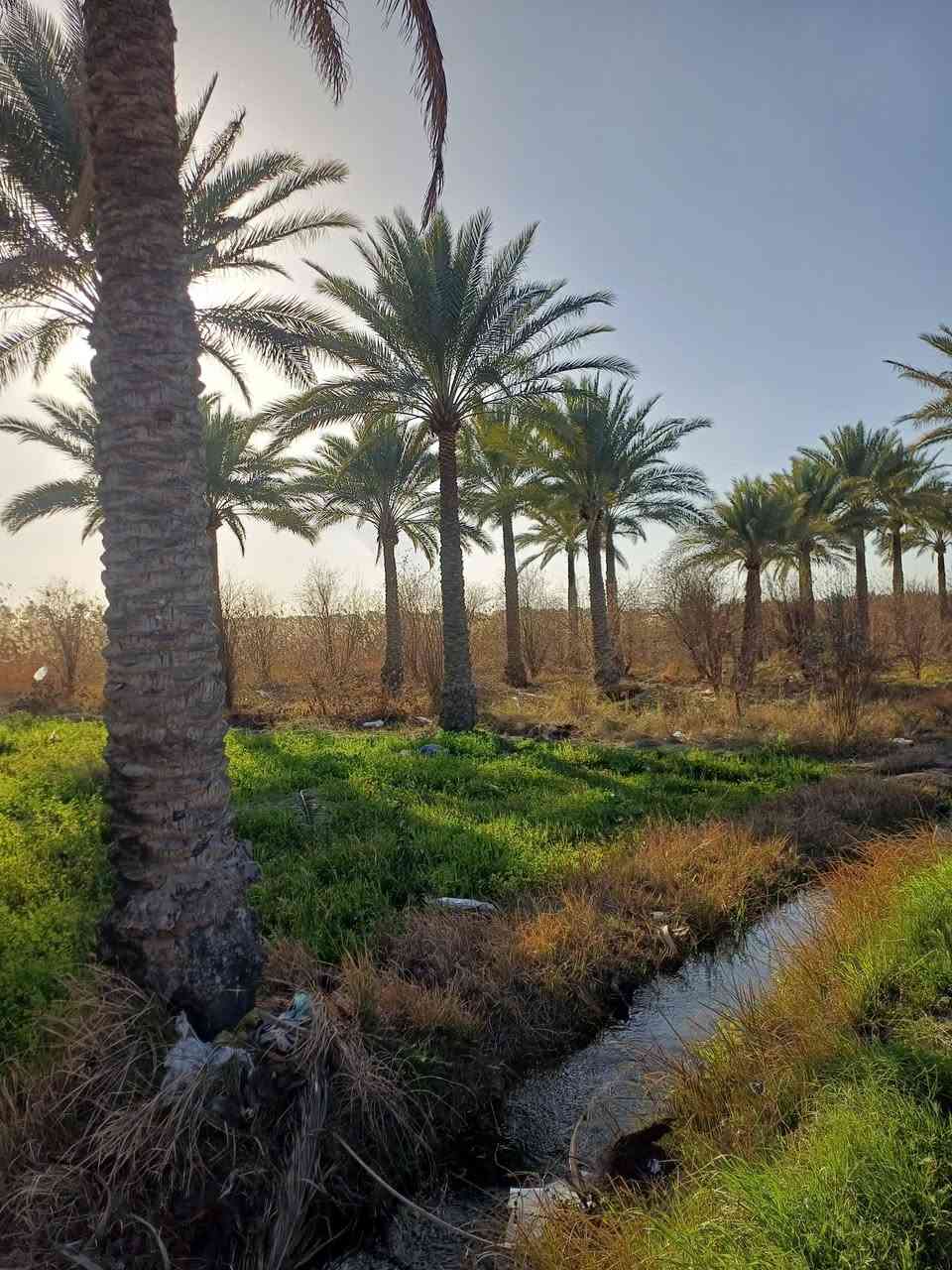 Tours in the rural areas of Yusufiyah, south of Baghdad. Distance covered approximately 35 km round trip.


**إذا كنت صاحب هذا الإعلان وتريد حذفه لأي سبب، رجاءا أرسل رسالة إلى الدعم الفني**