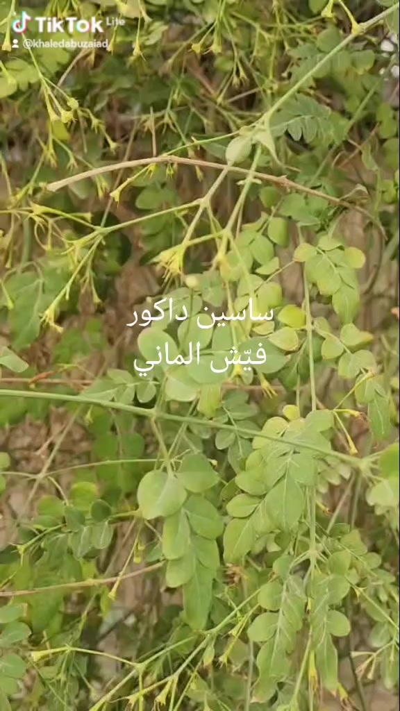 وزن ٥٤ غرام  تواجد الاردن 0796026534 يوجد شحن
#الاردن_فلسطين_العراق_سوريا #قطر_البحرين #الامارات #السعودية #الامارات


**إذا كنت صاحب هذا الإعلان وتريد حذفه لأي سبب، رجاءا أرسل رسالة إلى الدعم الفني**