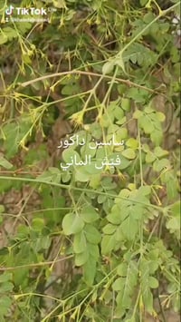 ٥٤ غرام • الأردن • شحن