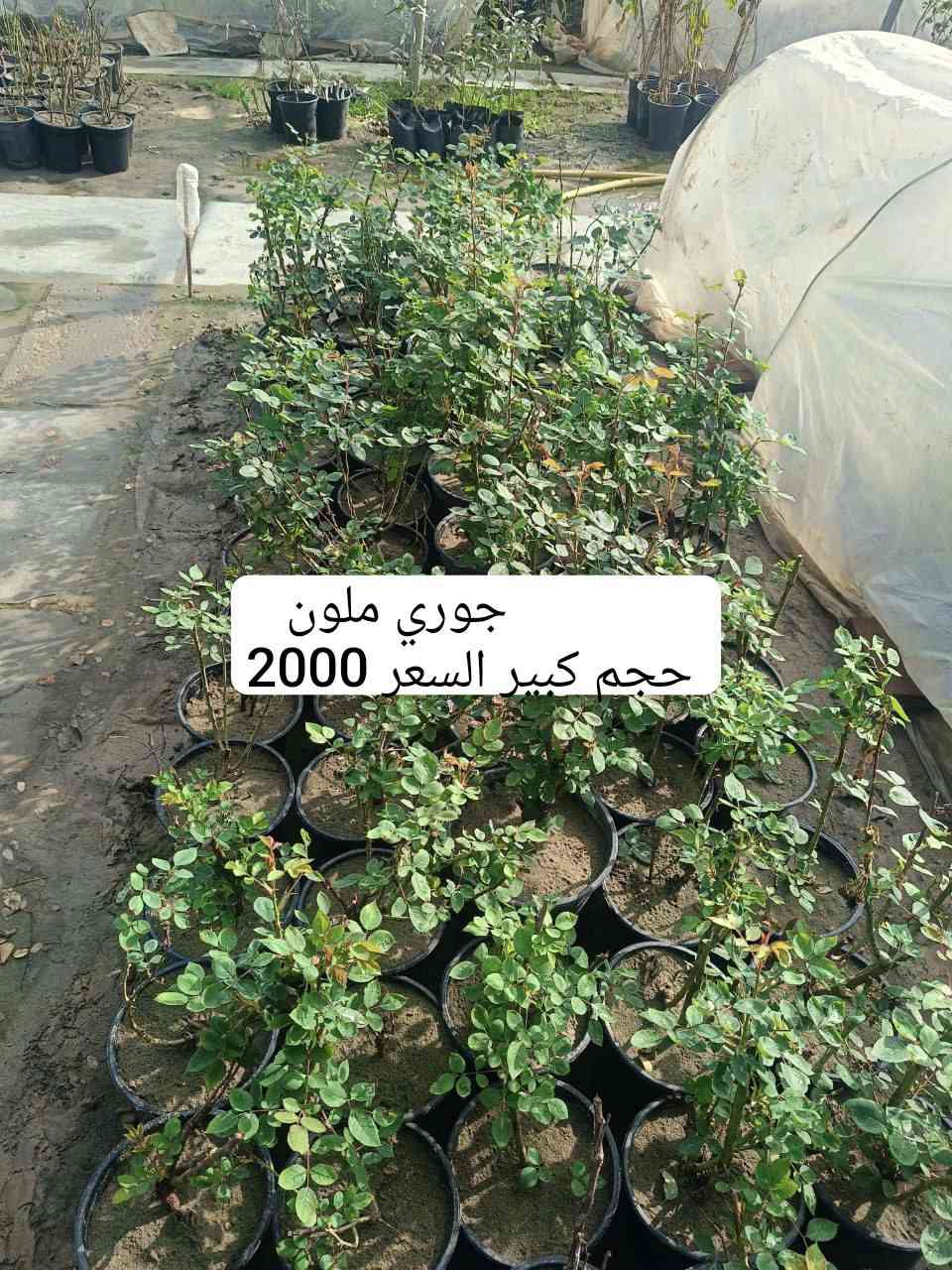 السلام عليكم .🌹🌹🌹
 الربيع بدءٓ يطل علينا ..ونترقب رؤية جمال الازهار ..
توفرت لدينا تشكيلة من الورود ونباتات الزينه والمثمره 🌷🌷
ومستلزمات زراعيه ..ومنشطات زراعيه..التفاصيل مع الصور
العنوان / الناصريه .قلعة سكر / مدخل الحي العسكري من اتجاه الحي الصناعي.. واتساب 
***********
***********
