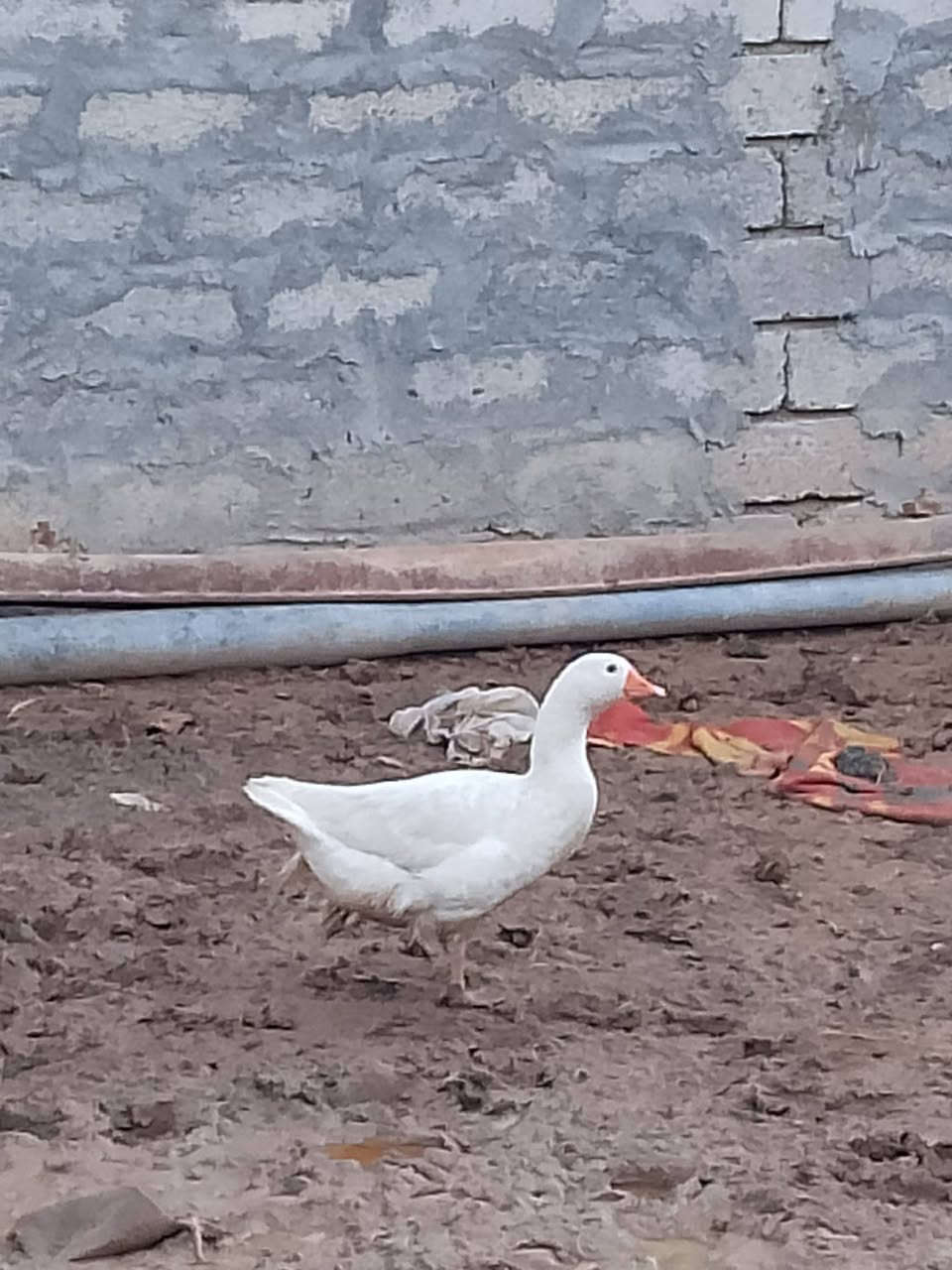 سلام عليكم
غازه للبيع عتكيه مالت العام على مبياض سعر 25
***********
