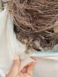 فسيلة برحي • بعقوبه