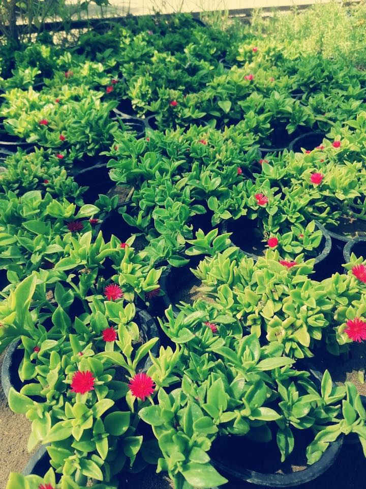 يعلن مشتل تل الورد 🌹🌹🌹
بادارة قصي السلطاني 🌺🌺

عن توفر مجموعة من النباتات والتحفيات والمنشطات 

وإطارات الحدائق والثيل وكل ماتحتاجة الحديقة 

كما موض

بالاضافه إلى توفر تراب مزيج خاص للسنادين 

كما يتوفر مجموعة متنوعة من الأشجار المثمره سننشرها في وقت لاحق مثل التفاح والكرز والجوز والخوخ والمشمش والكوجه وألو ولنك الدنيا وكثير من النباتات لم تنشر ان شاءالله في وقت لاحق سننشرها  كل ماتحتاجه الحديقه متوفر الآن 

بالاضافه إلى كادر عمل متخصص بتاهيئية وترتيب وزراعة الحدائق 

كل ماعليك زيارة مشتل تل الورد 🌹🌹

العنوان بابل المدحتية شارع ربيانه قرب المركز الصحي 

مقابل مدرسة المجتبى الابتدائيه 

للاستفسار فقط وات ساب ع الرقم *********** 

توجد خدمة توصيل 🚕
