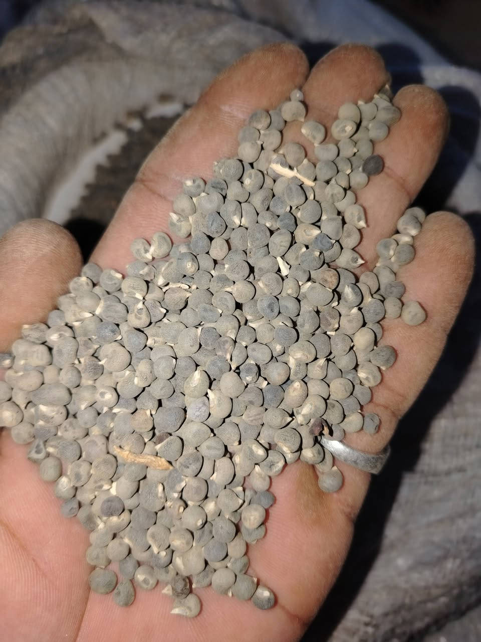 سلام عليكم يوجد بذور باميه بتره شرط درجه اولى سعر الكيلو 30 الف للستفسار اتصل ع هاتف ***********
