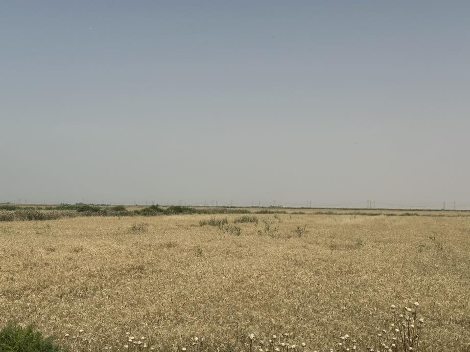 السلام عليكم ارض زراعيه للبيع المساحه 100 دونم طابو سند 25 تقع على ضفاف نهر دجله بين ناحيه شيخ سعد والكوت. 20 كيلو عن مركز مدينة الكوت ماطور خاص بل ارض مع بيت  متوفر اساله مدارس مركز صحي باقي تفاصيل الاتصال على الرقم 
***********
