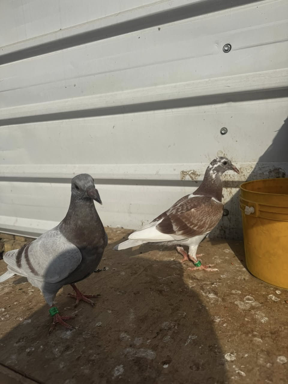 متاح زوج افراخ 
ب25 
ملقحات ومحلقات 
مكان بغداد الشعب 
توصيل ماعندي 
***********
