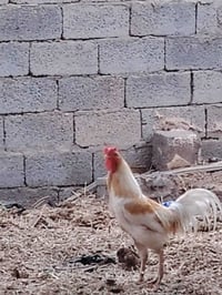 ديك • دجاجه تبيض • الشطره