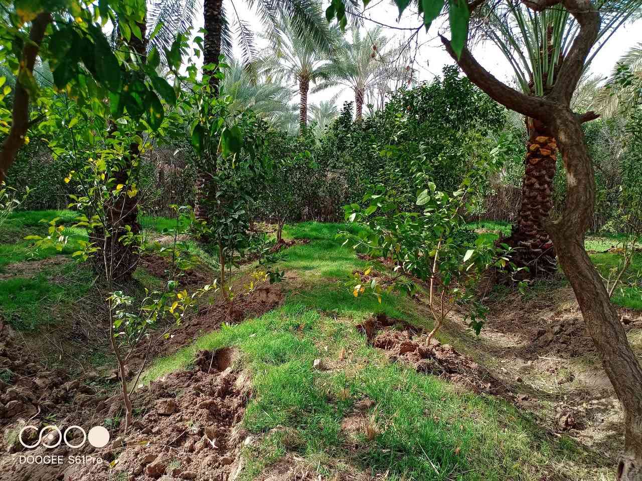 #نص دونم للبيع المكان بغداد الراشدية قرب البحيره 

#الواجهة35متر.    #ونزال35متر

#الاتصال***********
