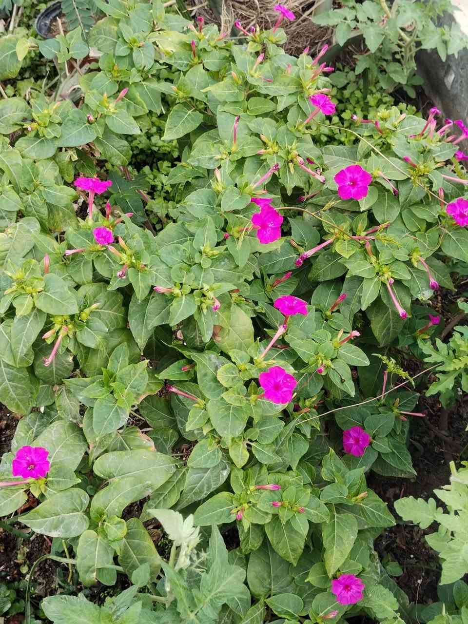 متاح لدينا بذورها بذور نبات ورد المساء الوان عطري دائمي سريع النمو
لطلب والحجز واتساب *********** السماوه أو مراسلة الصفحه يوجد خدمة توصيل طلبات داخل السماوه ولكافة المحافظات لباب البيت أنواع البذور الاستوائية النادره
