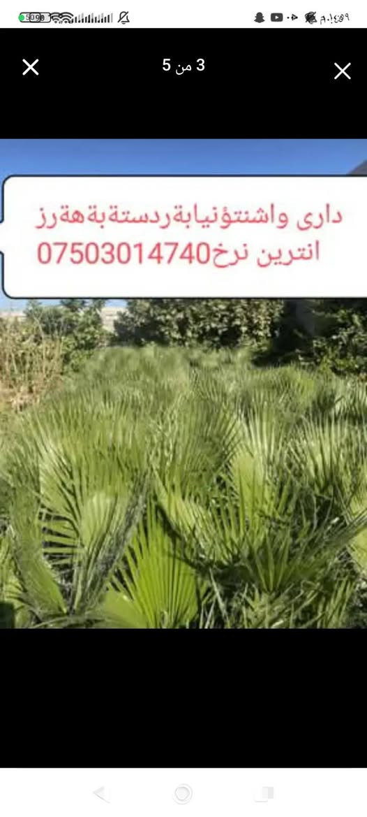 ‎دارى واشنتؤنيا بةهةرزانترين نرخ🌲‎ أربيل, العراق


**إذا كنت صاحب هذا الإعلان وتريد حذفه لأي سبب، رجاءا أرسل رسالة إلى الدعم الفني**