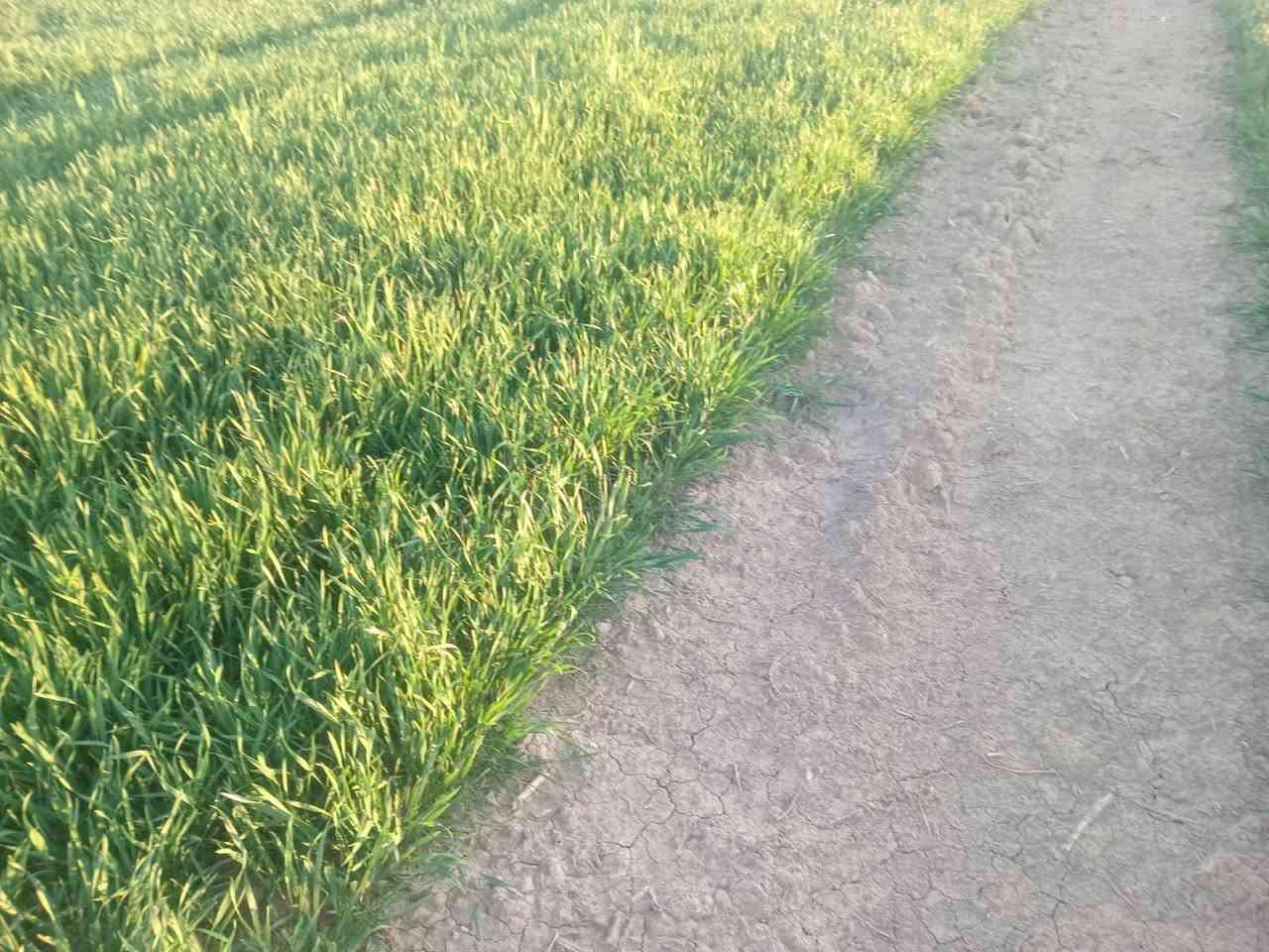 لا أدغال بعد اليوم مع السيلفر 💪🌱

قوة فعّالة في القضاء على الأدغال المزعجة

نتائج سريعة وحماية لمحصولك بإذن

📍 مكتب المنزلة الزراعي

كركوك – الحويجة

الفلاح اسماعيل 

قرية عزبوز 

تاريخ اليوم

@الجميع


**إذا كنت صاحب هذا الإعلان وتريد حذفه لأي سبب، رجاءا أرسل رسالة إلى الدعم الفني**