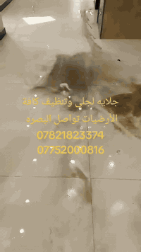 جلاية أرضيات • تنظيف أرضيات • البصرة