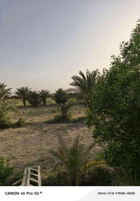 ١٥ دونم • المهدي نهر القاد • ماي سقي