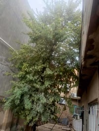 عندي هاي الشجره الي يريده حطي خل. يجي يكصه واخذه حطب رقم07763800306