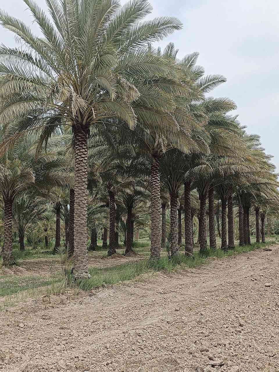 السلام عليكم
بستان للبيع المساحة 3 ارباع الدونم الواجهة 20 متر طابو زراعي سند 25 تحويل مباشر بأسم المشتري بيهه نخل انواع

 (زهدي- خستاوي- خضراوي-دگل)

عدد 40 نخلة 🌴🌴🌴

خدمات مي كهرباء شارع تبليط 

السعر 110 مليون وبيهة مجال شوية العنون كربلاء الحسينية

 للأستفسار الاتصال على الارقام..... 

‏‪***********‬‏_‏‪***********‬‏
