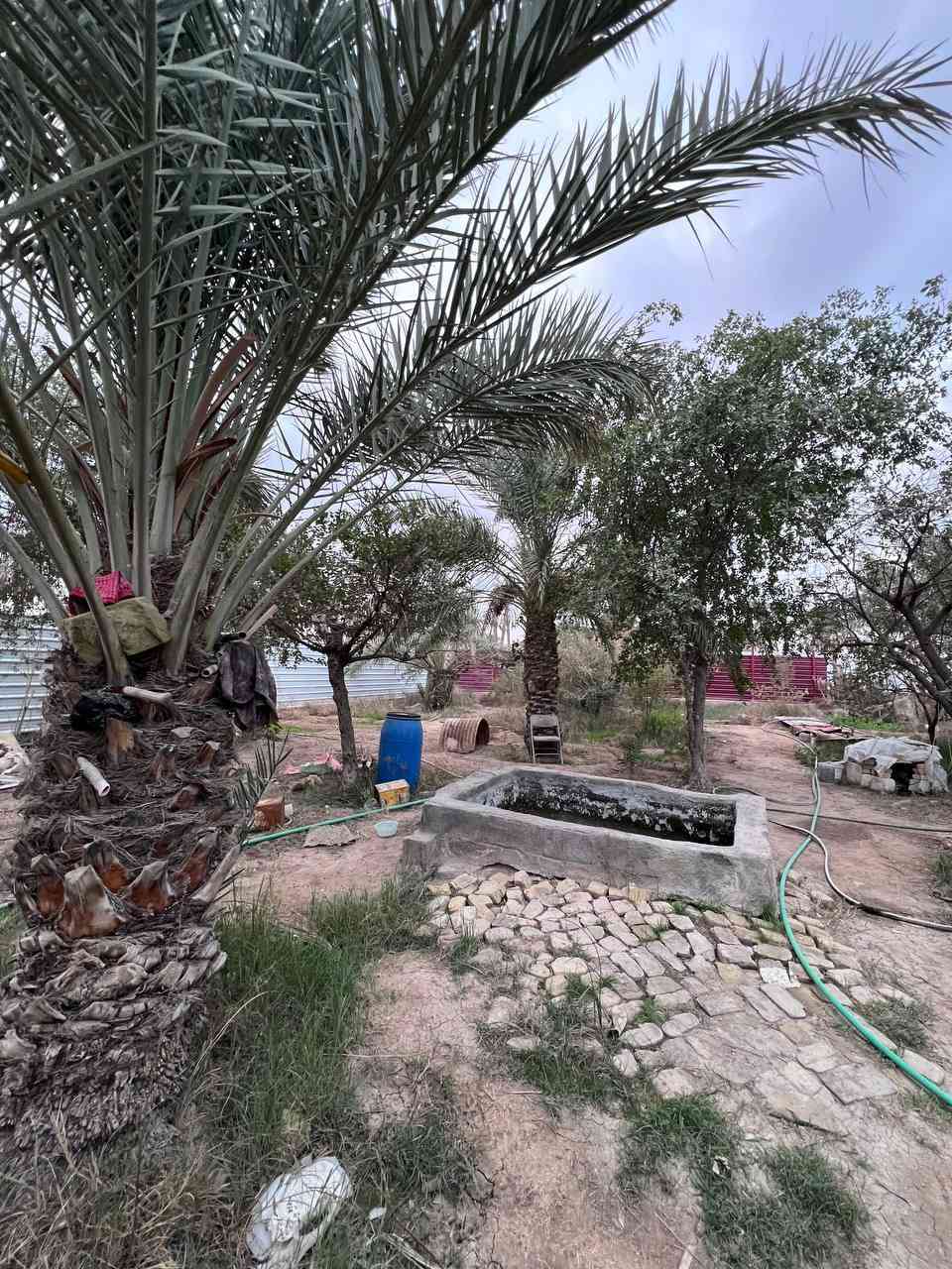 هذا البستان لا تفوت تفاصيله .
2500م ( دونم ) مع بيت البناء #طابوك.
الواجهة 24م والخلف نهر جاري .
طابو ملك صرف زراعي عراقي #تحويل_سهم
يقع على شارع تبليط 10م .
الماء . الكهرباء . المدارس . تبليط . انارة . منطقة هدوء .
ابي الخصيب - أبو كوصرة - جهة السايدين الداخلي .
#يحتوي_البيت :: أستقبال . ثلاث غرف منام . مطبخ .
صحيات خارجية . صحيات داخلية . صالة . موزع غرف .
#يحتوي_البستان :: 30 نوع من أنواع السدر . وانواع النخيل
ومن ضمن النخيل ( البرحي ) أرض زراعية.
#السعر_المطلوب :: 450 مليون قابل للتفاوض .
#للأستفسار :: ***********
