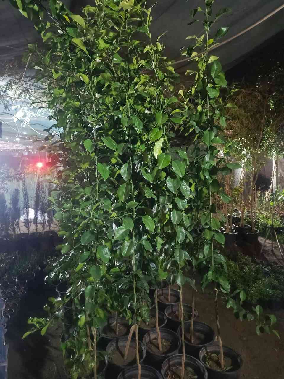 #ياعلي تم وصول وجبه ثانيه من النارنج ارتفاع مترين ونص داخل المشتل ب ٨,٠٠٠ بس ✔️
للحجز مراسله الصفحه او الاتصال على الرقم التالي:
***********☎️
