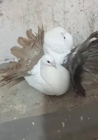 اسبانيات • زوجين • تكريت