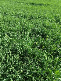 زرع مكتوله للبيع الاستفسار خاص او اتصل على الرقم٠٧٨٧١٤٨٦٧٤٤