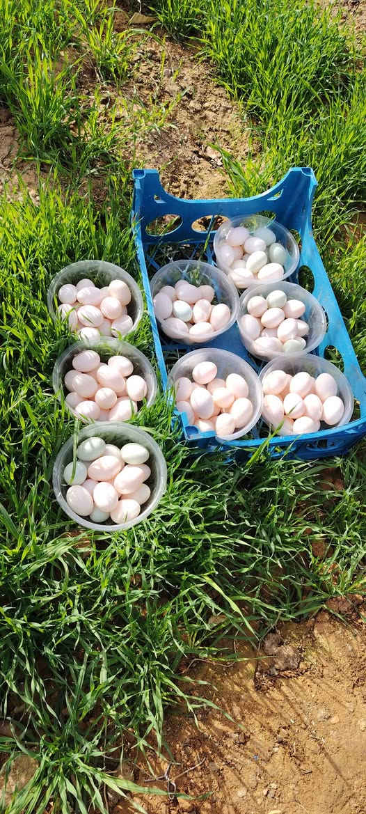 سلام عليكم
متوفر بيض بط العدد 120وبيض عرب 52وبيض فسيفس 8 المكان هيت المعموره


**إذا كنت صاحب هذا الإعلان وتريد حذفه لأي سبب، رجاءا أرسل رسالة إلى الدعم الفني**