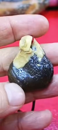 هبهاب • عطف • ملاكط رباني