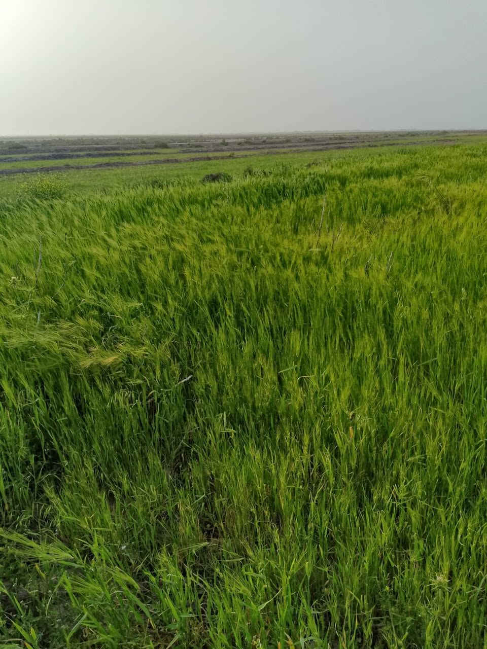 ارض زراعيه لبيع ع طريق سيد احمد الرفاعي ع الزيديه هاذ رقم صاحبه ***********مكلف بنشر

