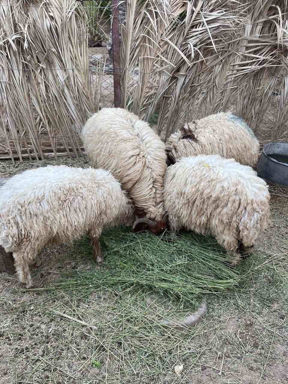 السلام عليكم 
اربع طليان خشنات ومعالفات يرهمن ذبح ويرهمن جنيه شرط النصاح سعر الكوم مليون واربعميه 1400 مكانهن قريه جريجب للتواصل ***********
