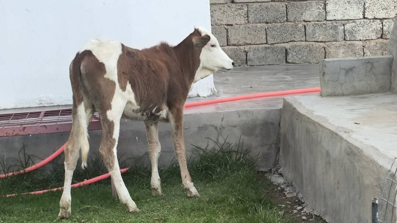 السلام عليكم
اخوان يوجد حوليات عدد 2 فول ومكفول جنس فول 
وين جنايه حلال درجه اولى شرط النصاحه 
 اسعار مناسبه العنوان صلاح الدين الشرقاط قريه شكراً 
رقم  #***********بي_واتساب شراي يتصل ويتدلل
